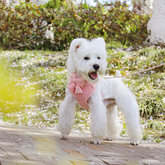 Dog "Cuties" Leash Harness Set